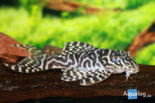 Hypancistrus Sp - L-400 Ancistrus Sp M