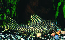 Hypancistrus Sp - L-  66 King Tiger Pleco Nakweek M