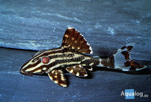 Panaque Nigrolineatus - L-190 Royal Plecostomus M