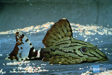 Panaque suttonorum - L-191 Broken line pleco