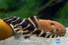 Panaque Sp. - L-204 Black/Yellow Stripe Pleco