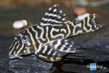 Hypancistrus Sp - L-340 Mega Clown Pleco M