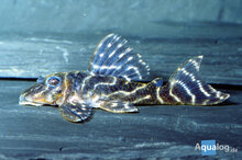 Hypancistrus Sp L129 - Colombiaanse Zebra Pleco