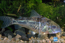 Corydoras Paleatus - Marmerbodemkuiser