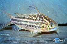 Corydoras Elegans - Elegans Bodemkuiser