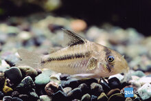 Corydoras Axelrodi