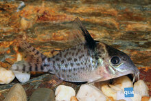 Corydoras agassizii