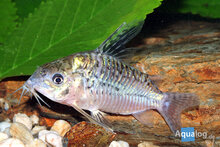 Corydoras sodalis