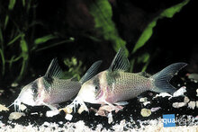 Corydoras Melanistius