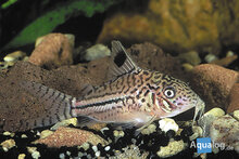 Corydoras Leopardus