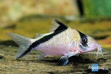 Corydoras Melini