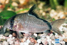 Corydoras Metae