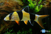 Chromobotia macracanthus - Clownbotia
