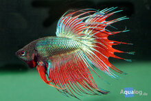 Betta splendens - Crowntail kempvis