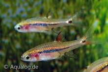 Sparrow rasbora (Boraras uropthalmoides) in aquarium bij Aqua Bilzen