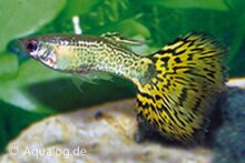 Poecilia reticulata - Cobra groen Guppy man