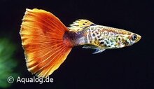 Poecilia reticulata - Cobra rood Guppy man