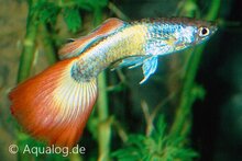 Poecilia reticulata - Guppy man maroon tuxedo pink