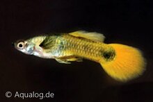 Poecilia reticulata - Guppy man tuxedo goud