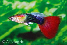 Poecilia reticulata - Guppy man tuxedo rood