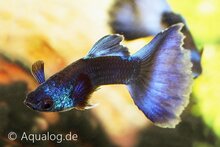 Poecilia reticulata - Moscow blue Guppy man/vrouw