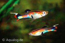 Poecilia wingei - Endler Guppy PROMO