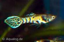 Poecilia wingei - Endler Guppy