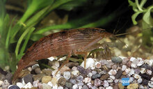 Atyopsis moluccensis - bruine waaierhandgarnaal