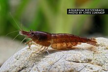 Neocaridina davidi - 'Chocolate fire' dwerggarnaal