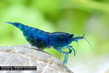 Neocaridina davidi - 'Blue velvet' dwerggarnaal