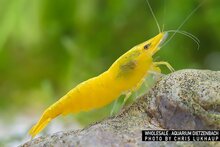 Neocaridina davidi - 'yellow fire' dwerggarnaal