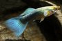 Poecilia reticulata - Guppy man neon blauw_