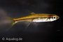 rasbora pauciperforata_