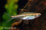 Rasbora Pauciperforata_