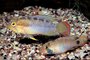 Apistogramma nijsseni - Panda dwergcichlide_