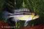 apistogramma bitaeniata_