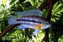 apistogramma bitaeniata_