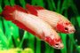 Betta Splendens - Kempvis Vrouwtje_