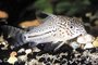Corydoras julii/trilineatus - Luipaardbodemkuiser_