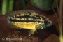 Nannacara anomala - Dambordcichlide_