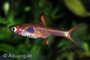 Strawberry rasbora (Boraras naevus) in aquarium bij Aqua Bilzen