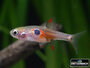 Boraras naevus - 'Petch Noi' dwergrasbora_